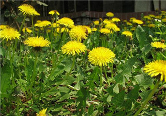 婆婆丁能治高血壓嗎？婆婆丁治高血壓是真的嗎？