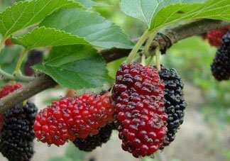 寶寶能吃桑葚嗎？寶寶多大能吃桑葚？