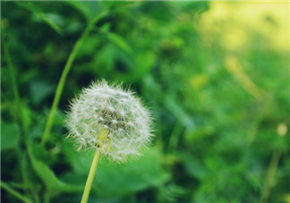 婆婆丁能治乳腺增生嗎？婆婆丁可以治乳腺增生嗎？