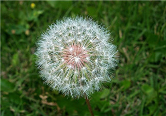 婆婆丁能治痔瘡嗎？婆婆丁可以治痔瘡嗎？