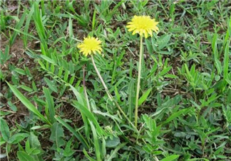 婆婆丁能炒雞蛋嗎？婆婆丁可以炒雞蛋嗎？