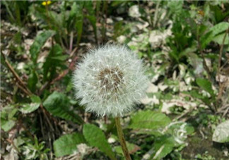 婆婆丁怎么吃？婆婆丁怎么吃最好？