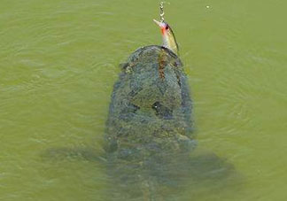 四月份能路亞黑魚嗎？路亞黑魚什么時間最好？