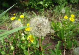 婆婆丁能治糖尿病嗎？婆婆丁可以治糖尿病嗎？