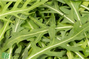 苦苦菜的功效與作用及食用方法 苦苦菜的功效與作用及食用方法