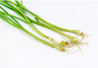 小根蒜的根能吃嗎？小根蒜的須子可以吃嗎