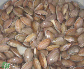 花甲怎么養(yǎng)不會死？花甲怎么養(yǎng)到用第二天？