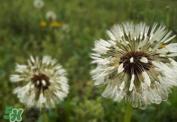 婆婆丁有什么用處?婆婆丁有什么用途? 婆婆丁有什么用處?婆婆丁有什么用途?