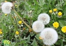 婆婆丁有什么用處?婆婆丁有什么用途? 婆婆丁有什么用處?婆婆丁有什么用途?