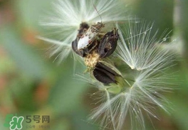 婆婆丁是什么樣子的?婆婆丁是蒲公英嗎? 婆婆丁是什么樣子的?婆婆丁是蒲公英嗎?