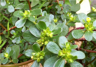 馬齒莧能治前列腺炎嗎？馬齒莧可以治前列腺炎嗎？