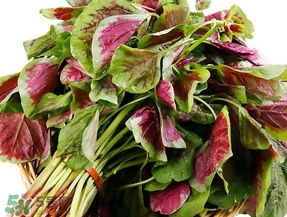 莧菜怎么摘？莧菜怎么處理