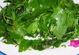 灰灰菜有什么功效？灰灰菜的功效與作用