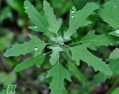 灰菜有毒嗎？不能吃的灰菜圖片