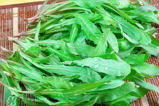 吃曲曲菜有什么好處？吃曲曲菜好嗎？