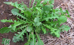 吃曲曲菜有什么好處？吃曲曲菜好嗎？