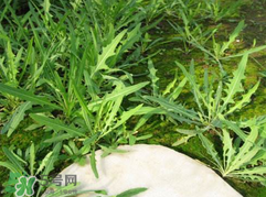 吃曲曲菜有什么好處？吃曲曲菜好嗎？