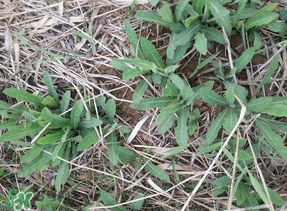 曲曲菜有什么功效？曲曲菜的功效與禁忌