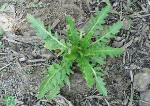 曲曲菜有什么功效？曲曲菜的功效與禁忌