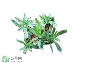 曲曲菜有什么功效？曲曲菜的功效與禁忌