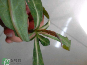 曲曲菜是蒲公英嗎？曲曲菜是不是蒲公英？