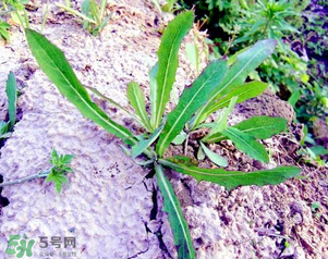 曲曲菜是蒲公英嗎？曲曲菜是不是蒲公英？