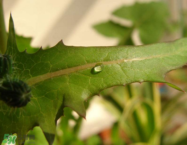 曲曲菜是蒲公英嗎？曲曲菜是不是蒲公英？