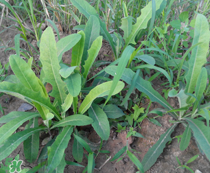 曲曲菜是苦菜嗎？曲曲菜和苦菜有什么區(qū)別？