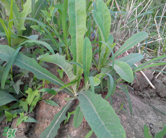 曲曲菜是苦菜嗎？曲曲菜和苦菜有什么區(qū)別？