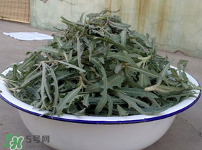 苦苦菜和蒲公英的區(qū)別 苦苦菜和蒲公英有什么區(qū)別？