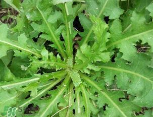 苦苦菜和蒲公英的區(qū)別 苦苦菜和蒲公英有什么區(qū)別？