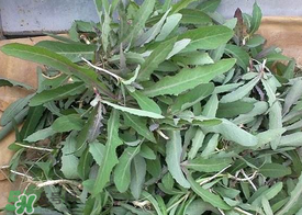 曲曲菜和花菜相克嗎？曲曲菜不能和花菜一起吃嗎？