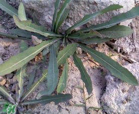 曲曲菜和花菜相克嗎？曲曲菜不能和花菜一起吃嗎？