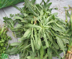 曲曲菜和花菜相克嗎？曲曲菜不能和花菜一起吃嗎？