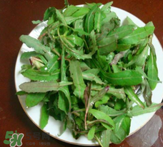 曲曲菜能炒雞蛋吃嗎？曲曲菜可以炒雞蛋嗎？