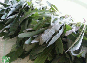 曲曲菜能炒雞蛋吃嗎？曲曲菜可以炒雞蛋嗎？