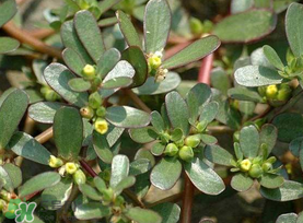 馬齒莧能治蕁麻疹嗎？馬齒莧可以治蕁麻疹嗎？