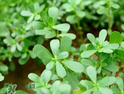 馬齒莧能治蕁麻疹嗎？馬齒莧可以治蕁麻疹嗎？