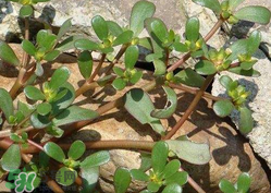 馬齒莧能治蕁麻疹嗎？馬齒莧可以治蕁麻疹嗎？