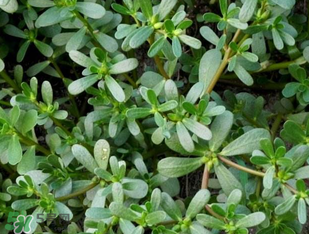 馬齒莧能治前列腺炎嗎？馬齒莧可以治前列腺炎嗎？