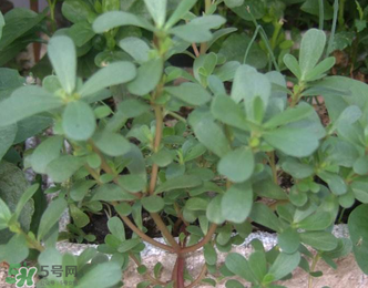 馬齒莧能治前列腺炎嗎？馬齒莧可以治前列腺炎嗎？