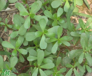 馬齒莧能治前列腺炎嗎？馬齒莧可以治前列腺炎嗎？