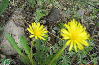 婆婆丁能和枸杞一起泡水喝嗎？婆婆丁枸杞泡水的功效