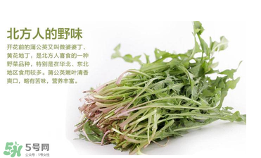 婆婆丁能和枸杞一起泡水喝嗎？婆婆丁枸杞泡水的功效