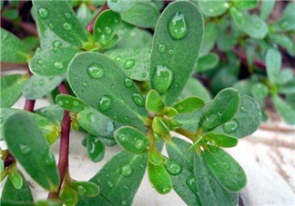 馬齒莧能治蕁麻疹嗎？馬齒莧可以治蕁麻疹嗎？