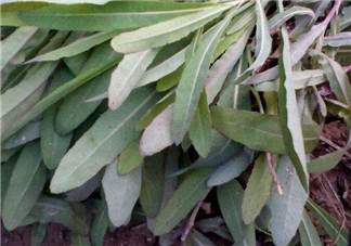 曲曲菜能炒雞蛋吃嗎？曲曲菜可以炒雞蛋嗎？