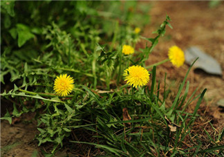 婆婆丁能和枸杞一起泡水喝嗎？婆婆丁枸杞泡水的功效