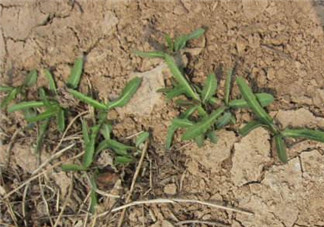 曲曲菜是苦菜嗎？曲曲菜和苦菜有什么區(qū)別？