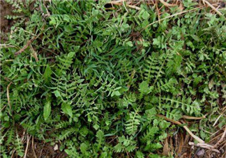 曲曲菜是蒲公英嗎？曲曲菜是不是蒲公英？