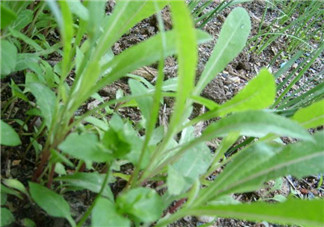 吃曲曲菜有什么好處？吃曲曲菜好嗎？